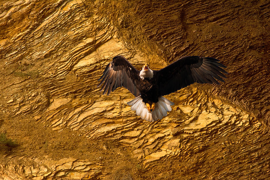 Eagle Rock Cliff  Photograph by Randall Branham
