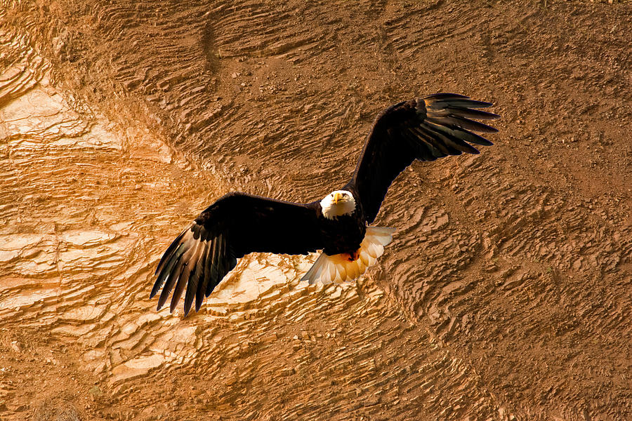 Eagle Rock Photograph by Randall Branham