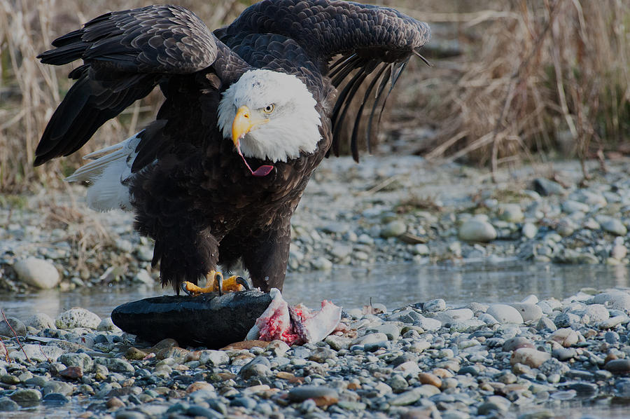 Eagle - salmon hunting Photograph by Hisao Mogi