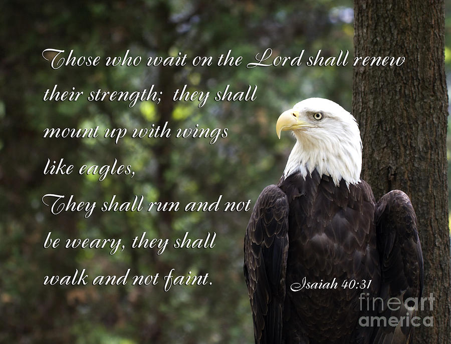 Eagle Scripture Isaiah Photograph by Jill Lang