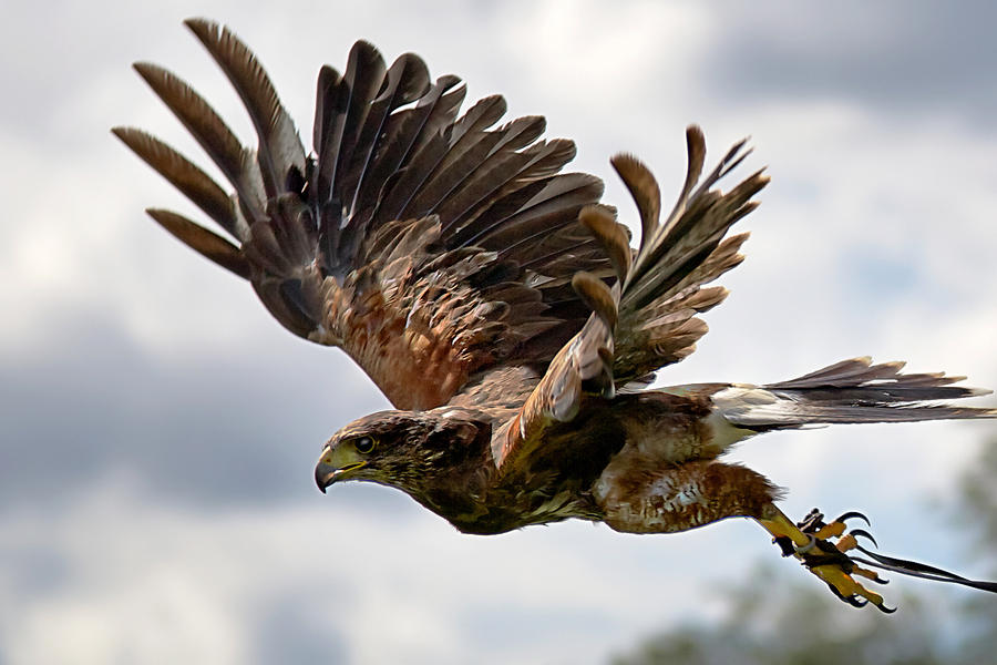 Eagle Photograph - Eagle by Shaun Wilkinson