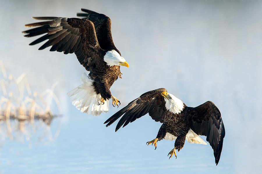 Eagle Showdown Photograph by Michael Ash