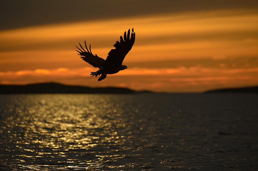 Eagle Silhouette Photograph by Andy Astbury