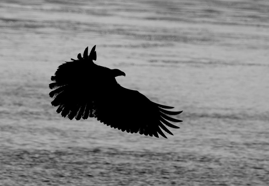 Eagle Silhouette Photograph by Larry Bohlin