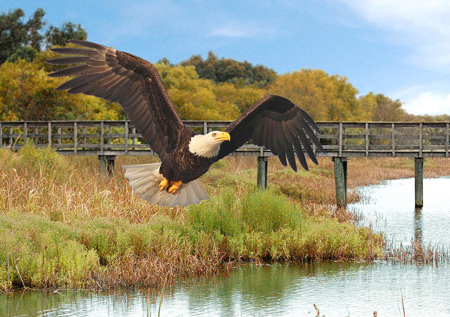 Eagle Soaring Through The Wetlands Photograph by Kathy Baccari