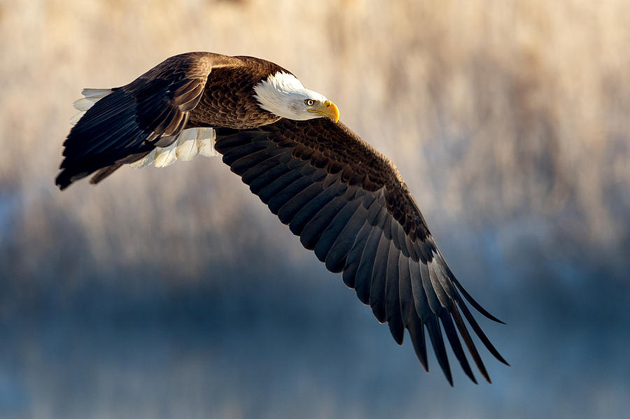 Eagle Sore Photograph by Michael Ash