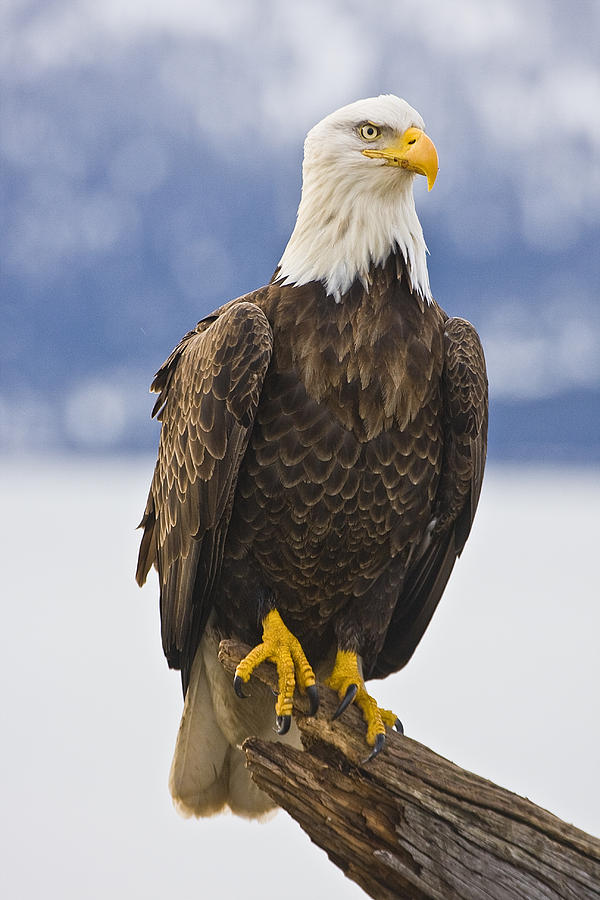 Eagle Stare Photograph by Eggers Photography