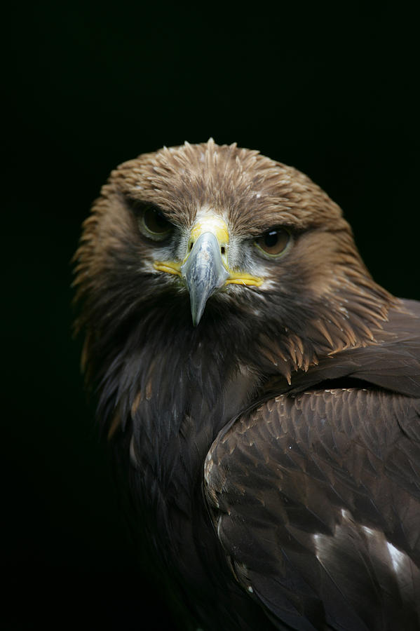 Eagle stare Photograph by Kevin Sawford - Fine Art America