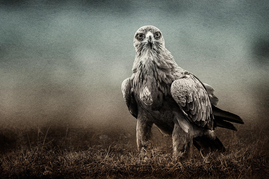 Eagle Stare Texture Blend Photograph by Mike Gaudaur