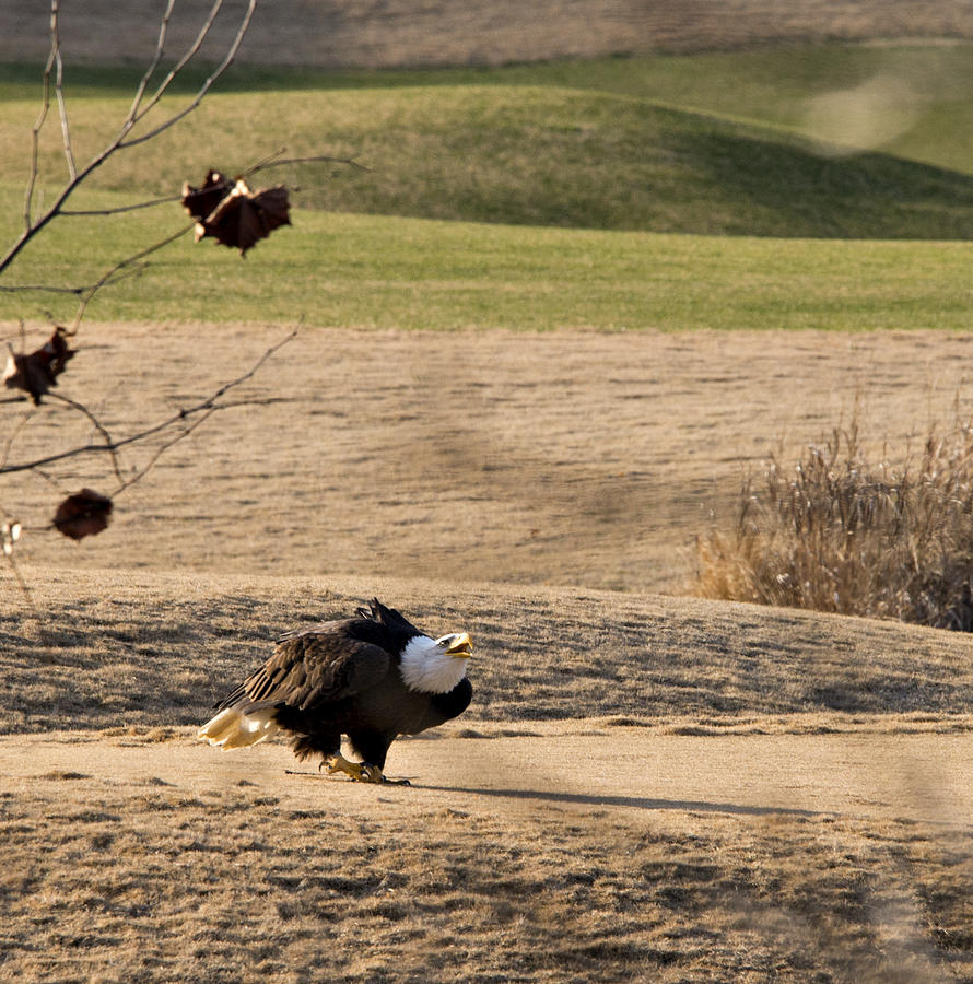 Eagle Photograph - Eagle Strutting by Matthew McAward