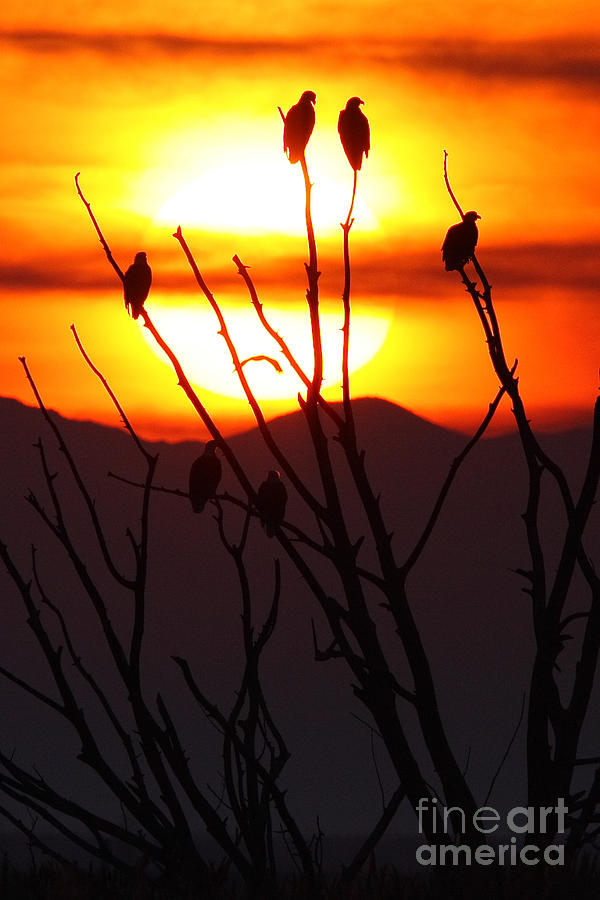 Eagle Sunset Photograph by Bill Singleton
