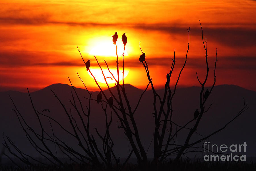 Eagle Sunset H Photograph by Bill Singleton