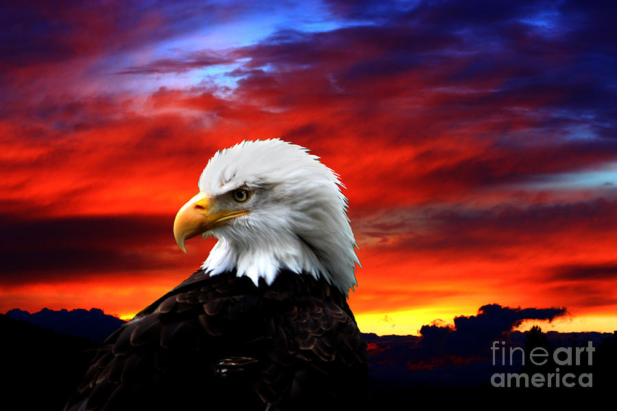 Eagle Sunset Photograph by Nick Gustafson