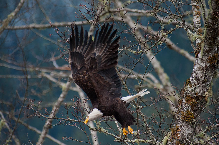 Eagle take off-11 Photograph by Hisao Mogi