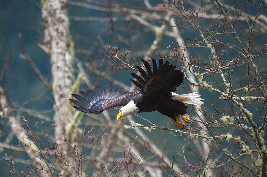 Eagle Take Off-12 Photograph by Hisao Mogi