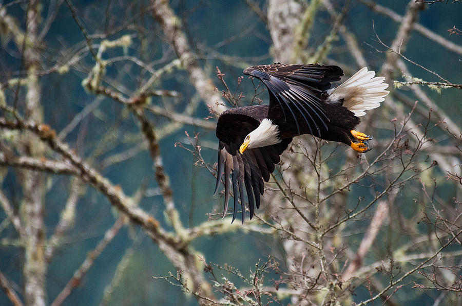 Eagle take off-13 Photograph by Hisao Mogi