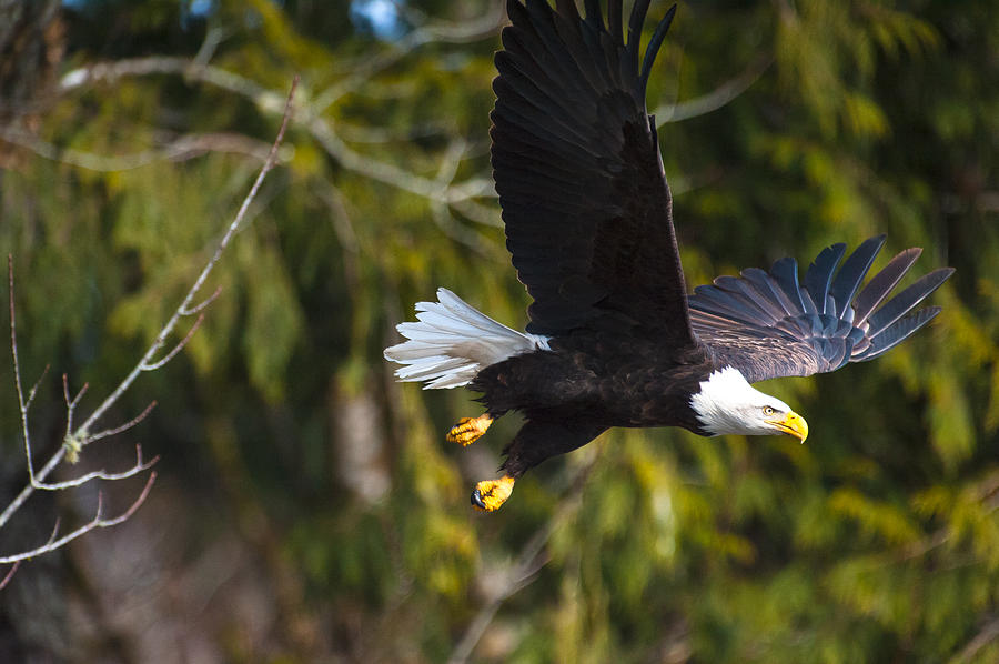 Eagle take off-14 Photograph by Hisao Mogi