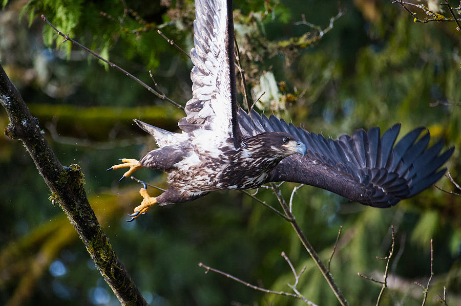 Eagle take off-17 Photograph by Hisao Mogi