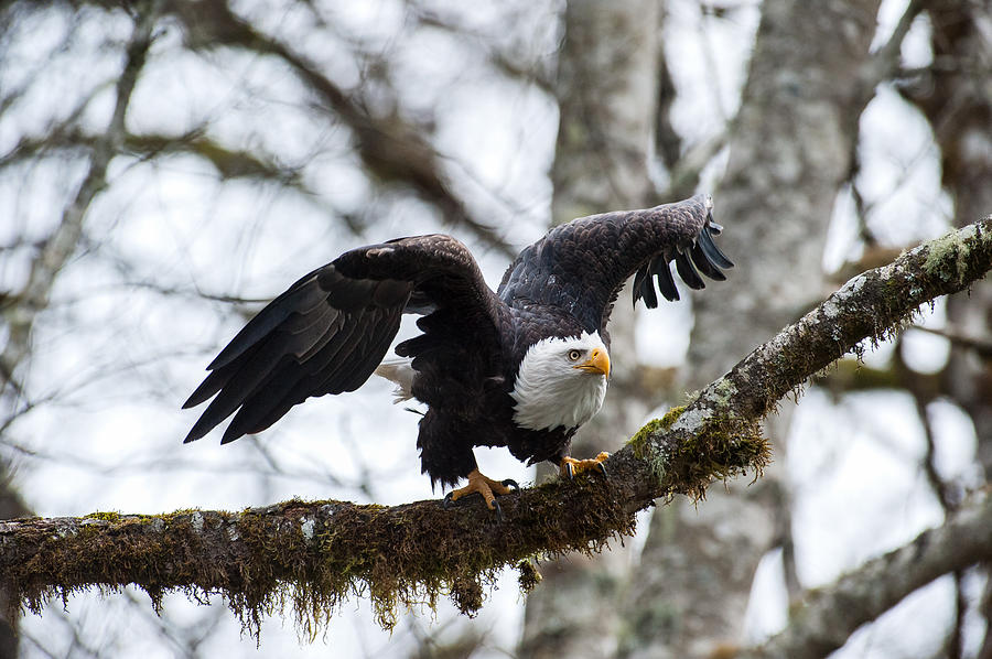 Eagle take off-2 Photograph by Hisao Mogi