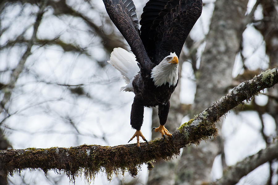 Eagle take off-3 Photograph by Hisao Mogi