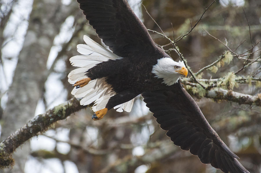 Eagle take off-4 Photograph by Hisao Mogi