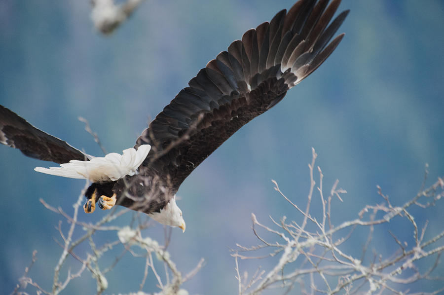 Eagle take off-5 Photograph by Hisao Mogi