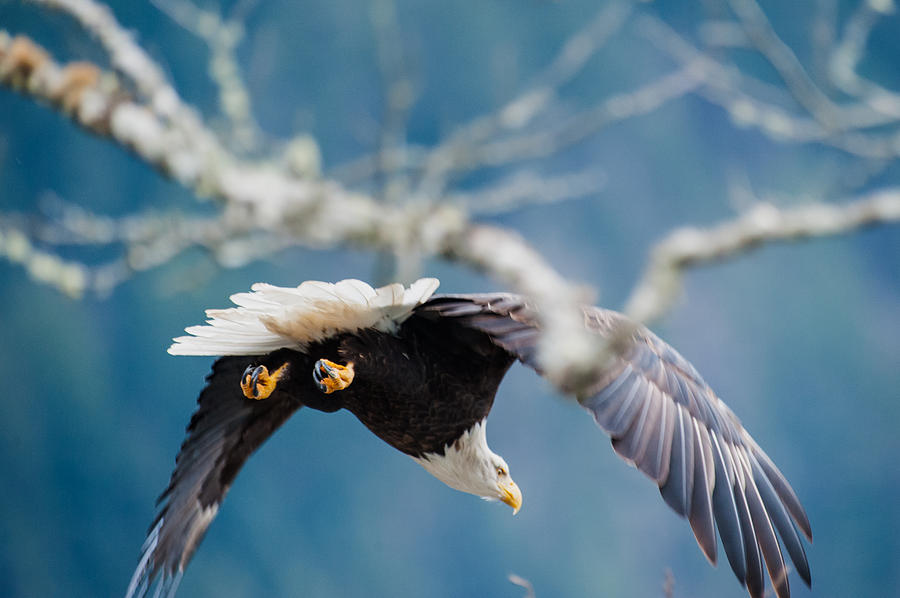 Eagle take off-6 Photograph by Hisao Mogi