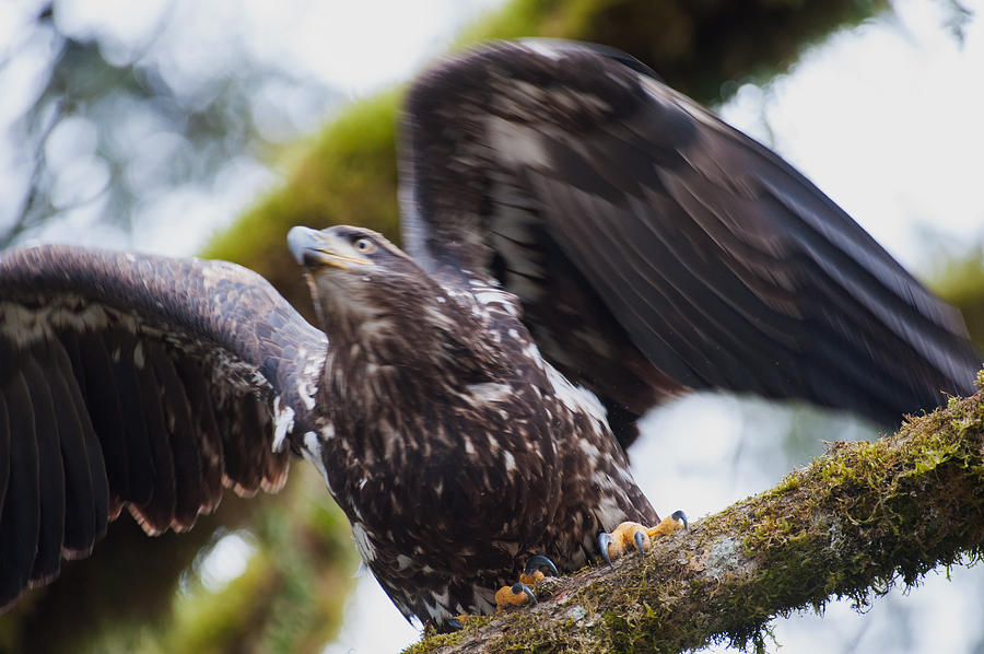 Eagle take off-7 Photograph by Hisao Mogi