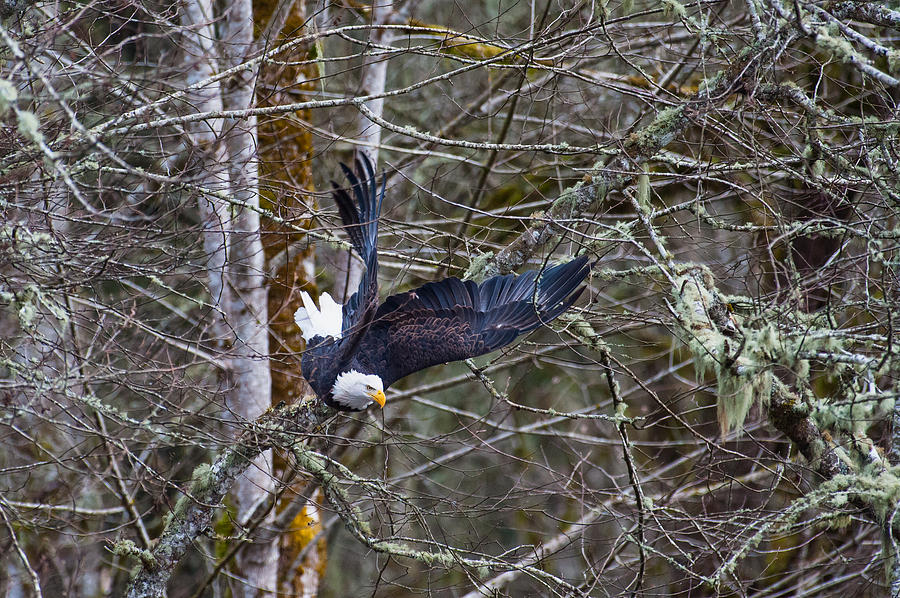 Eagle take off-8 Photograph by Hisao Mogi
