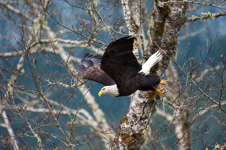 Eagle Take Off-9 Photograph by Hisao Mogi