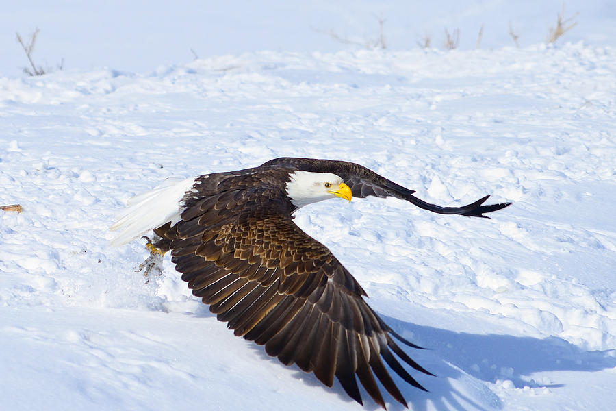 Eagle Photograph - Eagle Take Off by Greg Norrell