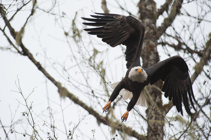Eagle take off Photograph by Hisao Mogi
