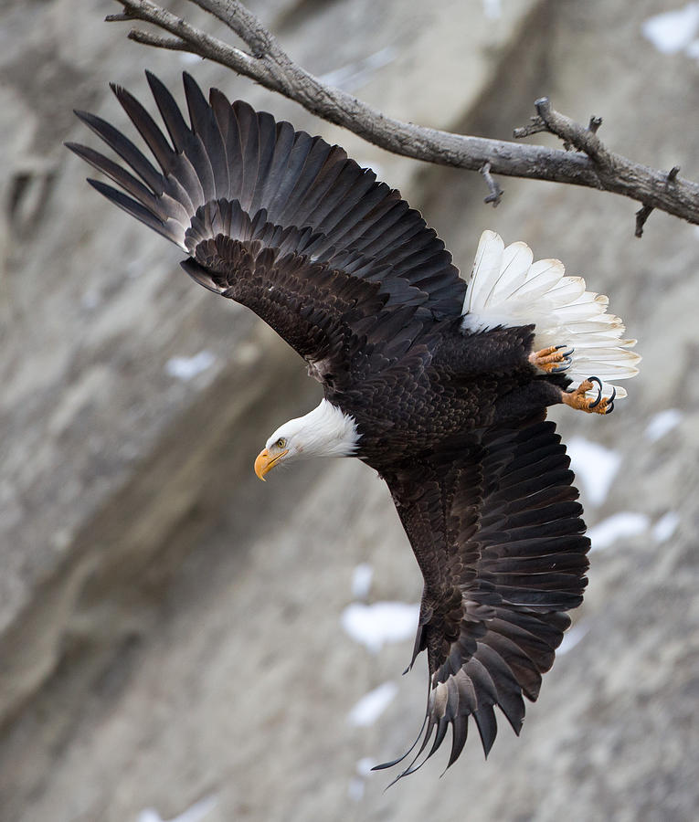 Yellowstone National Park Photograph - Eagle Takeoff by Max Waugh