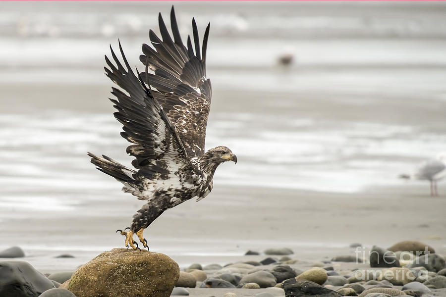 Eagle Photograph - Eagle taking off rock by Dan Friend