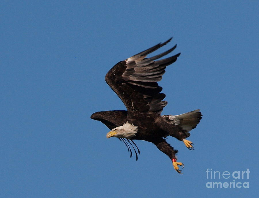 Eagle Talons Photograph by Peter Gray