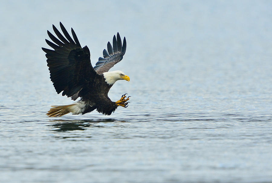 Eagle Talons Up Photograph by William Jobes