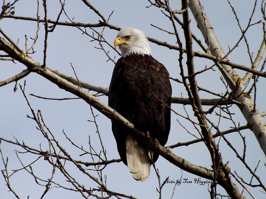 Bald Eagle In Tree Photograph - Eagle by Thomas Higgins