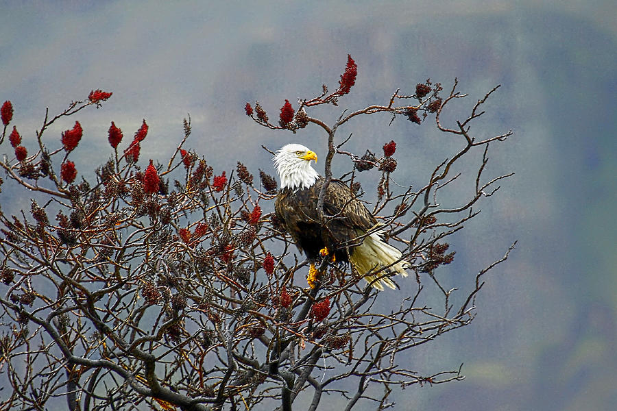 Eagle Tree Photograph by Steve McKinzie