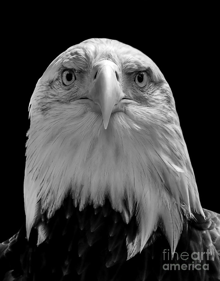 Eagle two Photograph by Ken Frischkorn