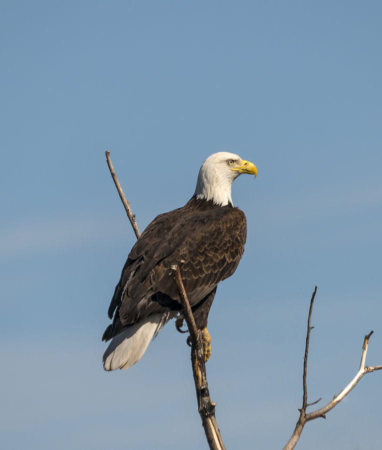 Eagle View Photograph by Loree Johnson