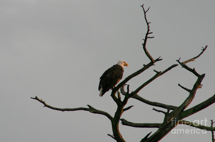 Eagle Photograph - Eagle View  by Neal Eslinger