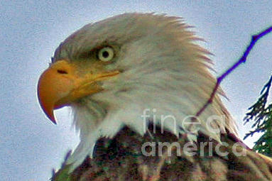 American Eagle Watch Photograph by Tap On Photo