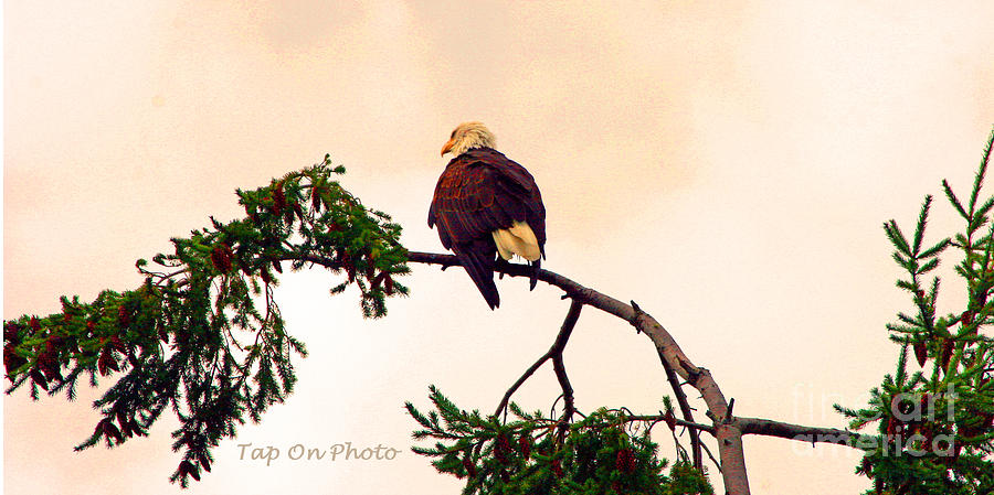 Eagle Watch Photograph by Tap On Photo