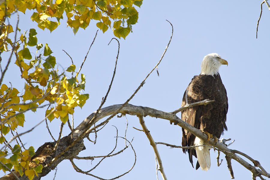 Eagle Watching Photograph by James BO Insogna