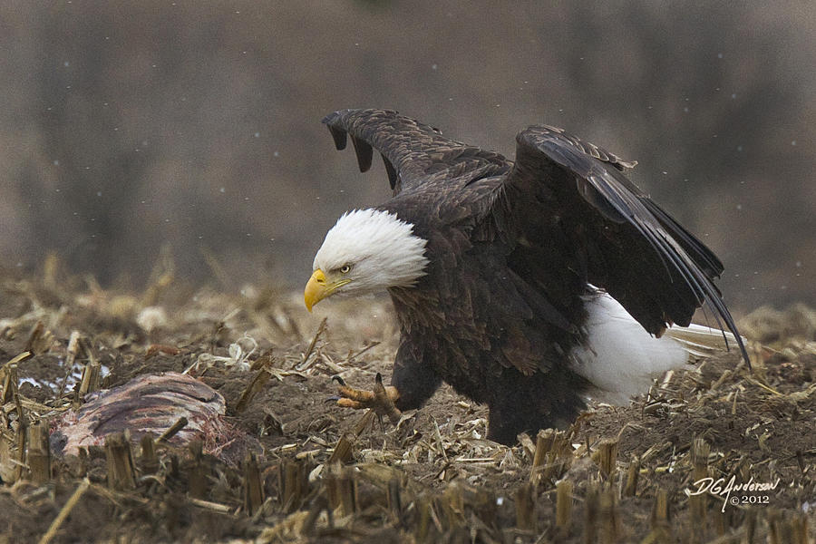 Eagle with attitude Photograph by Don Anderson