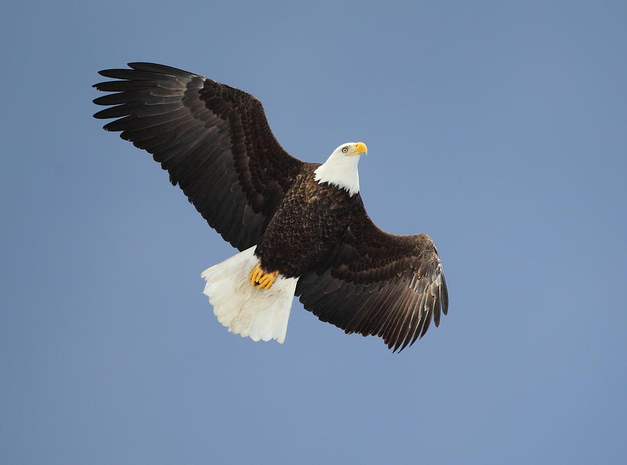 Eagle With Blue Sky Photograph by Steve Jamsa