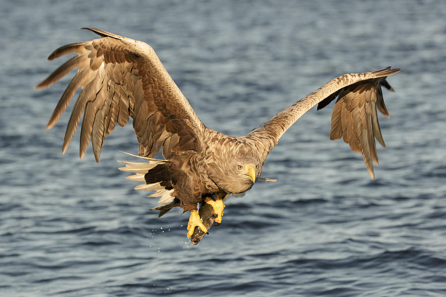 Eagle with catch Photograph by Andy Astbury