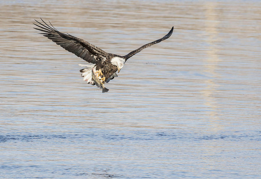 Eagle With Catch Photograph by Thomas Young
