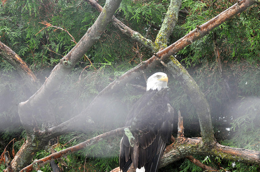 Eagle with clouds in the Toledo Zoo Photograph by Diane Lent
