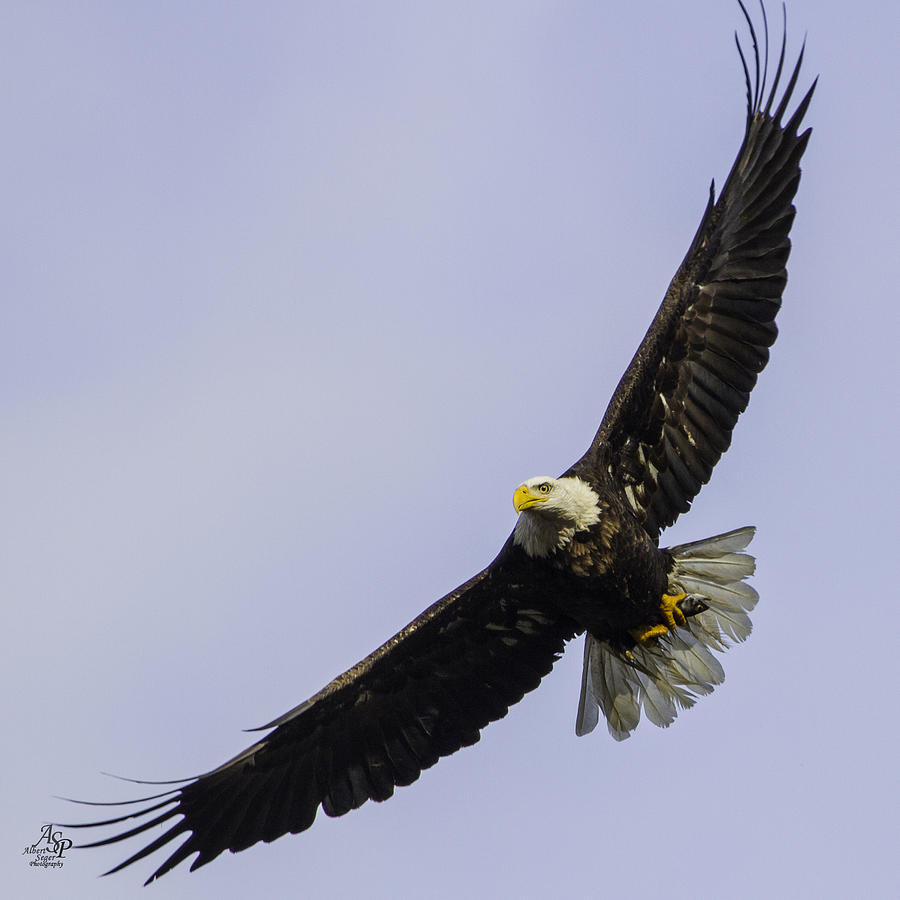 Eagle with Fish I Photograph by Albert Seger